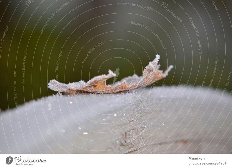 Blatt Winter Schnee Natur Eis Frost kalt Idylle rein ruhig Blattadern Herbstlaub herbstlich Winterstimmung Wintertag Eiskristall Eisblumen Holz Farbfoto