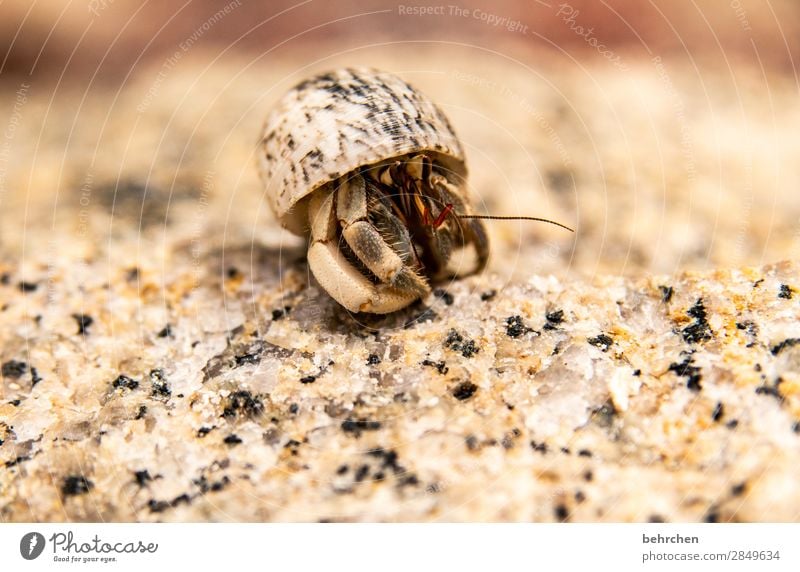 vorsichtig vorfühlen Fernweh Natur Ferien & Urlaub & Reisen Ausflug Tiergesicht Wildtier Meer Strand Freiheit Ferne Abenteuer Einsiedlerkrebs exotisch