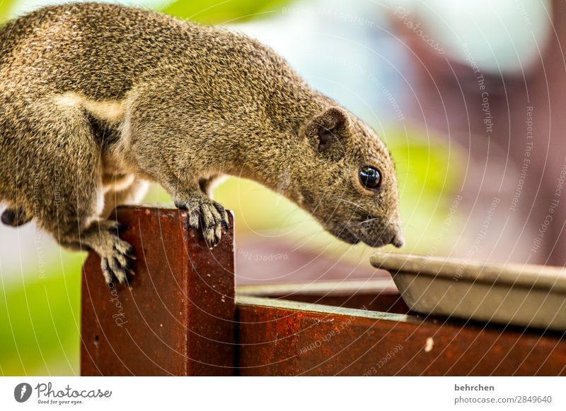 was gibts zum frühstück? Ferien & Urlaub & Reisen Tourismus Ausflug Abenteuer Ferne Wildtier Tiergesicht Fell Eichhörnchen 1 außergewöhnlich exotisch