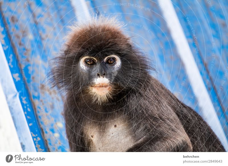 achtsam | brillenlanguren Tierschutz Umweltschutz Asien Ferien & Urlaub & Reisen Ferne Freiheit Tourismus Ausflug Abenteuer Urwald Wildtier Tiergesicht Fell