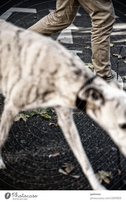 HüftSchuss Schilder & Markierungen Bewegung gehen Hund Spaziergang Gassi gehen Beine Pfote nebeneinander Farbfoto Außenaufnahme Unschärfe Schwache Tiefenschärfe