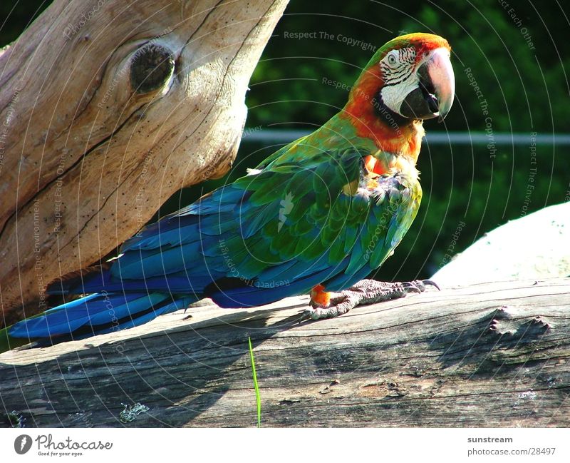 Papagalli Papageienvogel Vogel Zoomeffekt Tier Farbe