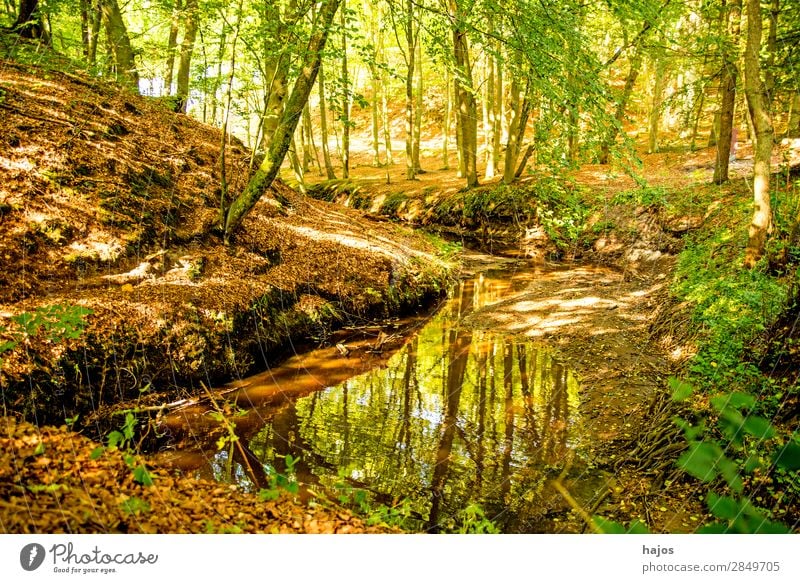 Wald an der Ostseeküste in Polen mit dem Flüsschen Orzechowa Erholung Natur Landschaft Baum Bach frisch grün Fluss wild natürlich Orchzechowo mystisch hell