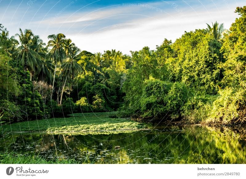 grüne welt Fernweh Blatt Sträucher Menschenleer genießen Abenteuer Freiheit Umweltschutz Klima erholen Pflanze Asien Ferne Natur Landschaft Außenaufnahme