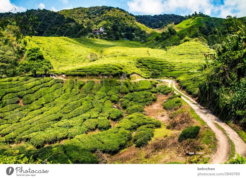 alle wege führn...zum tee;) Ferien & Urlaub & Reisen Tourismus Ausflug Abenteuer Ferne Freiheit Natur Landschaft Pflanze Baum Sträucher Blatt Nutzpflanze