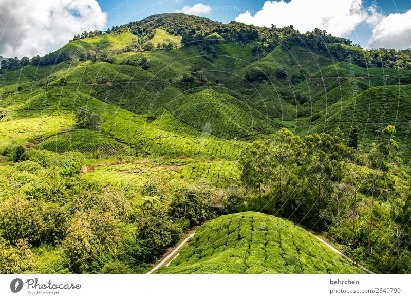 eistee für alle! Ferien & Urlaub & Reisen Tourismus Ausflug Abenteuer Ferne Freiheit Natur Landschaft Himmel Wolken Pflanze Baum Sträucher Blatt Nutzpflanze