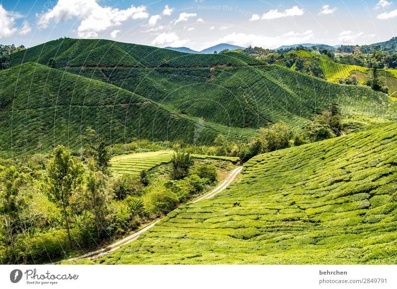 wie wärs mit tee? Ferien & Urlaub & Reisen Tourismus Ausflug Abenteuer Ferne Freiheit Umwelt Natur Landschaft Himmel Wolken Pflanze Baum Blatt Nutzpflanze