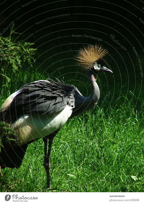 König der Vögel Vogel Zoo Gehege Schnabel Natur Stolz