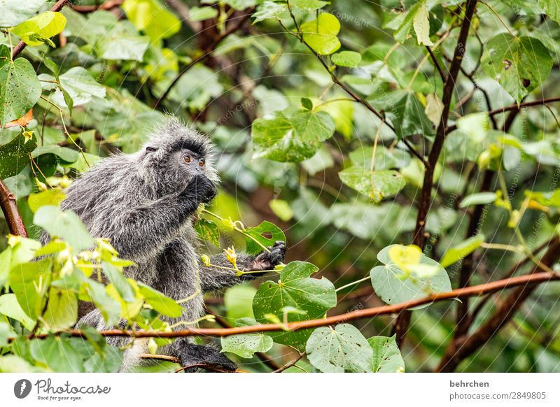 wat nen affentheater Tierporträt Menschenleer Außenaufnahme Farbfoto niedlich erstaunt bako nationalpark Borneo Malaysia Fernweh fantastisch exotisch