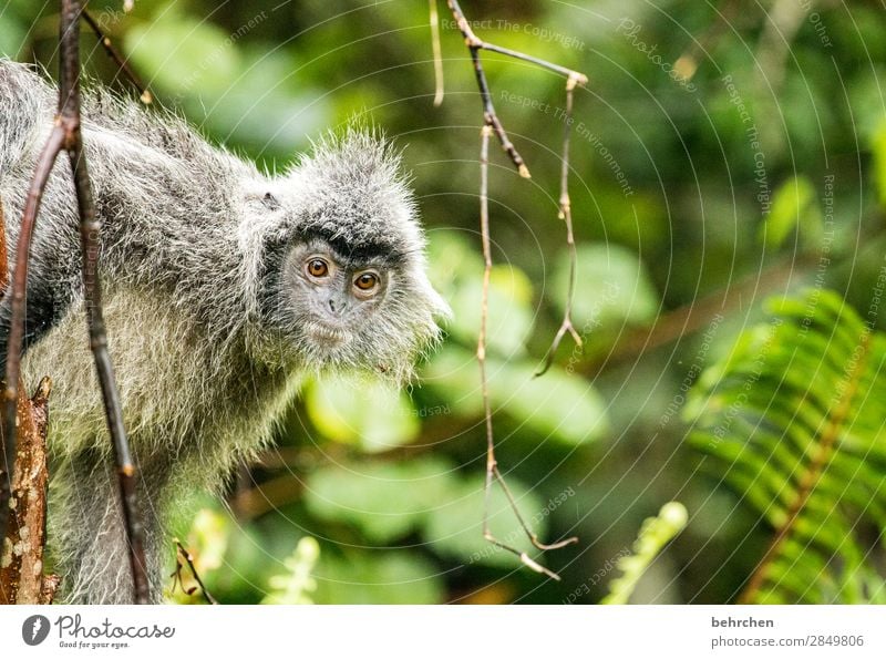 verträumt Ferien & Urlaub & Reisen Tourismus Ausflug Abenteuer Ferne Freiheit Baum Blatt Urwald Wildtier Tiergesicht Fell Affen haubenlanguren 1 beobachten