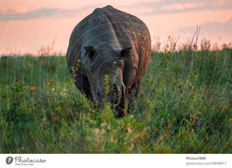 Weißes Nashorn in der Savanne Tourismus Safari Natur Tier Gras Park natürlich wild weiß Nairobi Afrika Afrikanisch groß Buchse Ceratotherium gefährdet Fauna