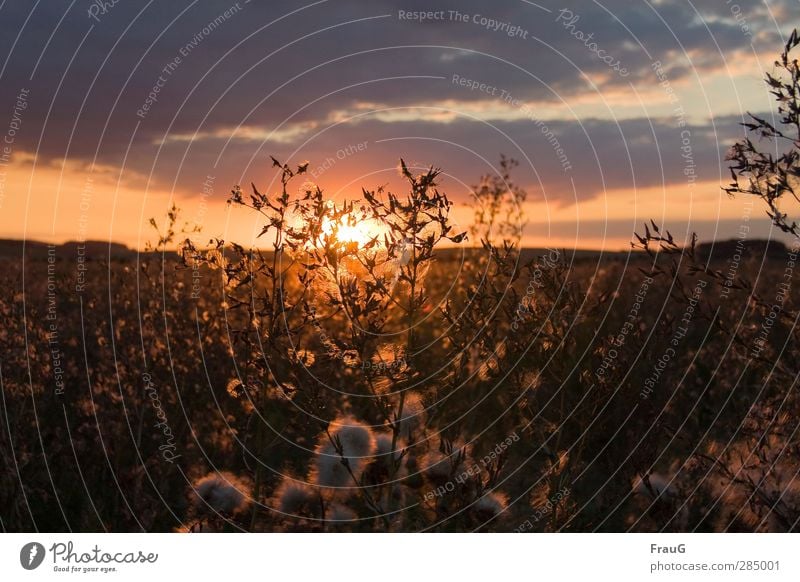 morgen geht sie wieder auf Natur Himmel Wolken Sonne Sonnenaufgang Sonnenuntergang Sommer Wildpflanze Samen Feld leuchten Traurigkeit verblüht Stimmung