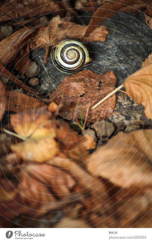 Mein Haus, mein Garten, meine Bestätigung... Umwelt Natur Erde Herbst Park Wiese Schnecke liegen schlafen dehydrieren dunkel rund trocken unten braun