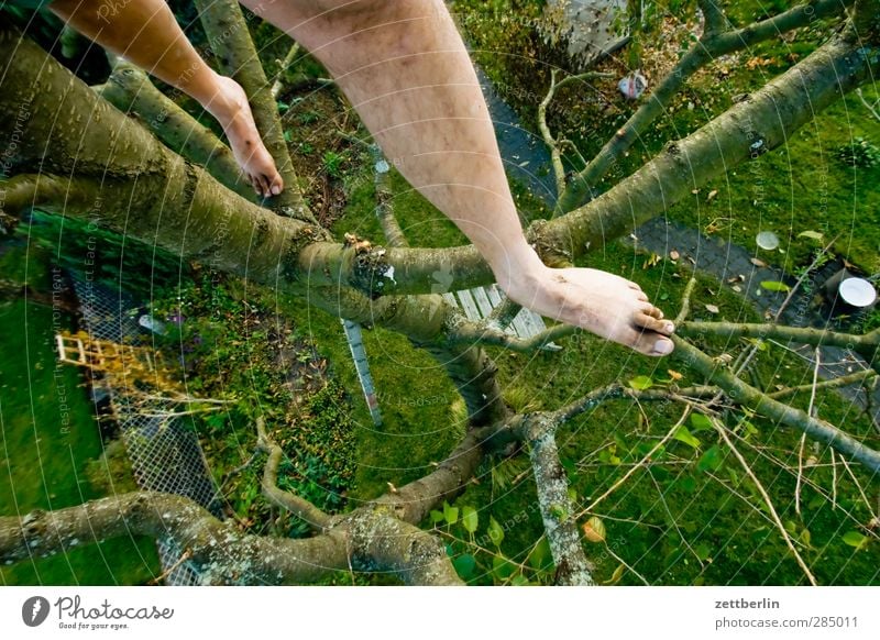 Kirschbaum ohne Schuhe Freizeit & Hobby Spielen Sonne Garten Gartenarbeit Beine Fuß 1 Mensch Umwelt Pflanze Herbst Baum Gras Wald Sport Höhenangst Misstrauen