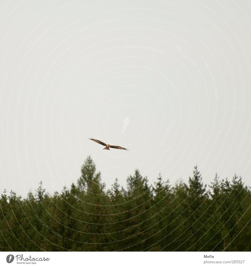 Abgehoben Umwelt Natur Luft Baum Baumkrone Tannenzweig Wald Nadelwald Tier Vogel Milan Roter Milan 1 fliegen frei natürlich grau Freiheit gleiten Suche Farbfoto