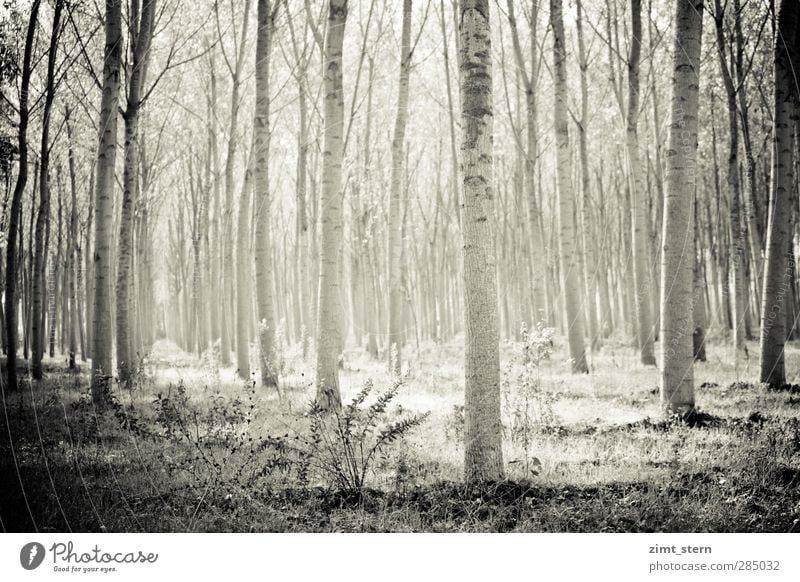 Birkenwald in Schwarzweiß Erholung ruhig Landwirtschaft Forstwirtschaft Säge Kunst Umwelt Natur Landschaft Urelemente Sommer Schönes Wetter Baum Gras Sträucher