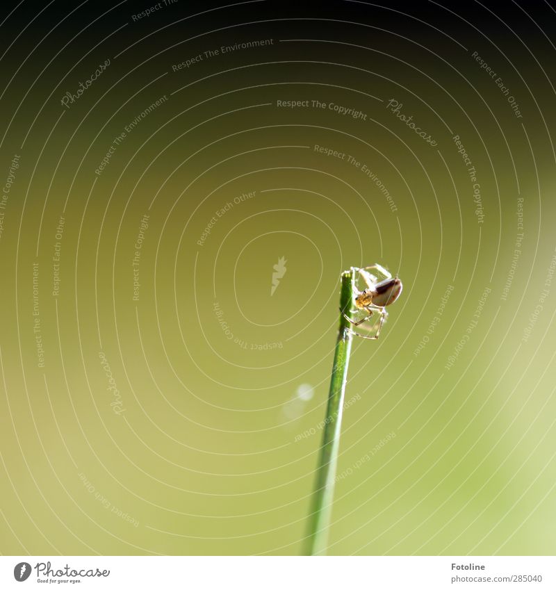 Du spinnst doch! Umwelt Natur Pflanze Tier Herbst Gras Wiese Wildtier Spinne 1 hell klein natürlich grün spinnen Halm Farbfoto mehrfarbig Außenaufnahme