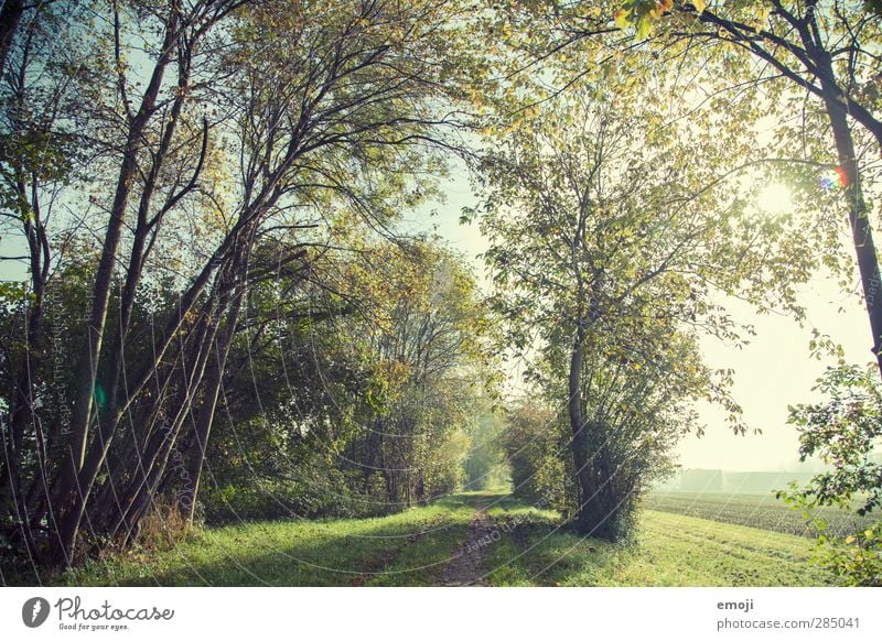 Waldrand Umwelt Natur Landschaft Sonnenlicht Schönes Wetter Pflanze Baum natürlich grün Farbfoto Außenaufnahme Menschenleer Tag Sonnenstrahlen Weitwinkel