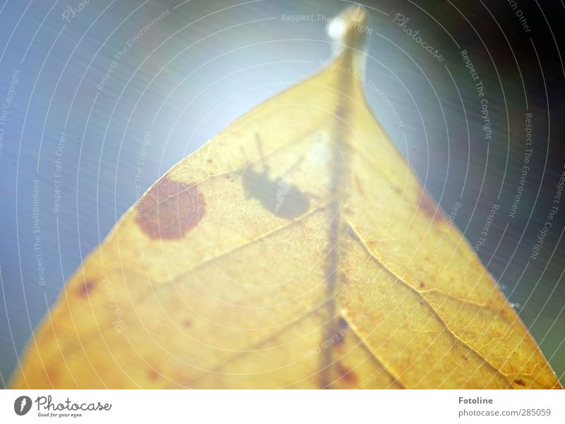 Lichtblick Umwelt Natur Pflanze Tier Herbst Schönes Wetter Blatt Käfer hell nah natürlich gelb Blattadern Insekt herbstlich Farbfoto mehrfarbig Außenaufnahme