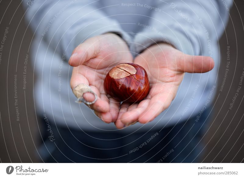 den Herbst in Händen Kind Kleinkind Hand 1 Mensch 3-8 Jahre Kindheit Natur Hemd Pullover beobachten berühren Fröhlichkeit Glück niedlich schön blau braun Freude