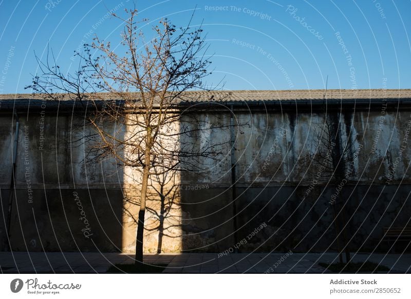 Kahle Bäume in der schäbigen Straße bei Sonnenlicht laublos Baum Stadt natürlich Sonnenstrahlen Jahreszeiten Herbst Architektur ruhig Verlassen Himmel