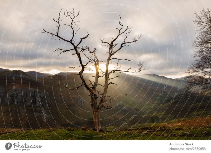 Sonne scheint durch blattlosen Baum Landschaft unverhüllt Natur ruhig natürlich ländlich Berge u. Gebirge herbstlich Farbe Szene Stimmung laublos Morgen