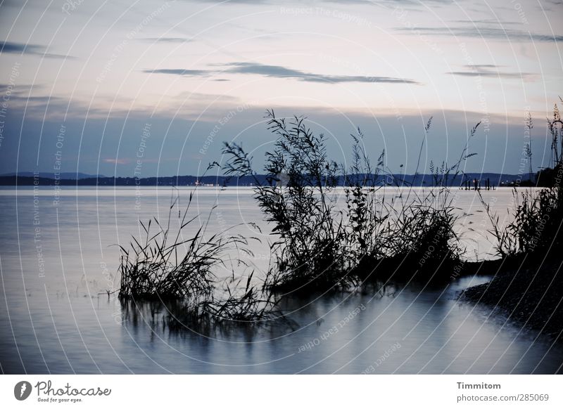 glücklich | da stehen und Muße haben Ferien & Urlaub & Reisen Umwelt Natur Landschaft Wasser Himmel Wolken Nachthimmel Sträucher Seeufer Bodensee Blick