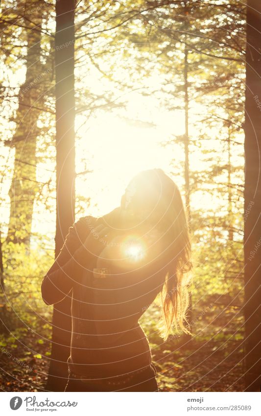 herbst feminin Junge Frau Jugendliche 1 Mensch 18-30 Jahre Erwachsene brünett langhaarig gelb gold Wald Farbfoto Außenaufnahme Abend Licht Lichterscheinung