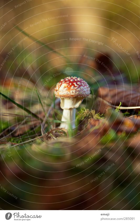 der kann ja gar nicht fliegen :( Umwelt Natur Erde Herbst Schönes Wetter Pflanze natürlich grün rot Fliegenpilz Pilz Waldboden Farbfoto Außenaufnahme