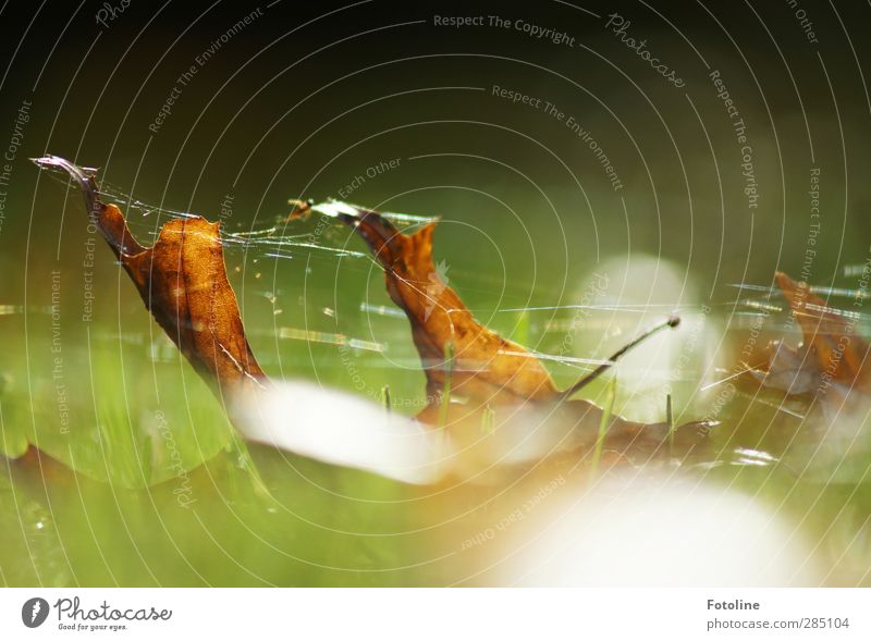 eingesponnen Umwelt Natur Pflanze Herbst Blatt Wiese hell nah natürlich braun grün herbstlich Herbstlaub Spinngewebe Spinnennetz Farbfoto mehrfarbig