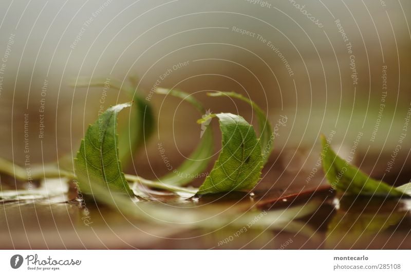 formation Umwelt Natur Pflanze Herbst Blatt Grünpflanze Wildpflanze ästhetisch dünn authentisch einfach nass natürlich Spitze weich braun grün Farbfoto