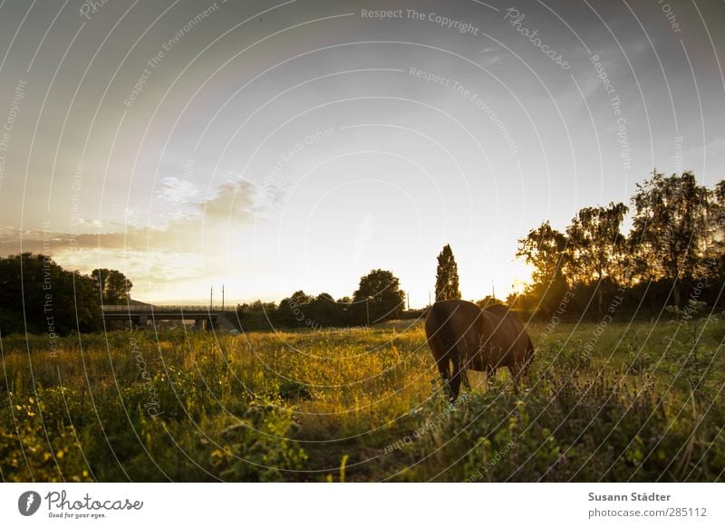 * Wiese Feld Wildtier Pferd 1 Tier Fährte Warmherzigkeit Liebe einzigartig Energie entdecken Entschlossenheit Leichtigkeit Sonnenuntergang herbstlich Fressen