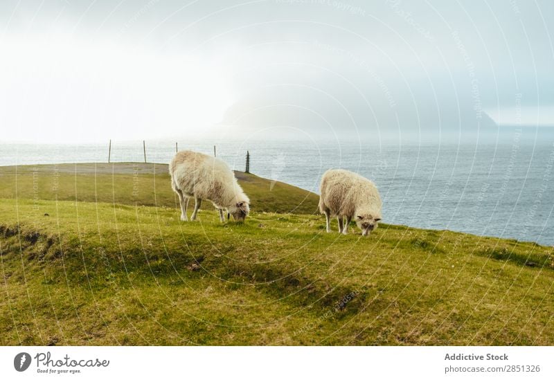 Schafweide im Hochland Weide Mittelgebirge Landschaft Landwirtschaft Schafherde Natur Bauernhof Vieh Sommer Ackerbau grün Umwelt Tier Wiese ländlich