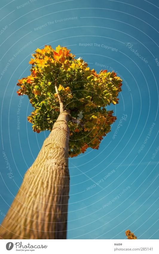 Herbstkrönung Umwelt Natur Pflanze Himmel Wolkenloser Himmel Klima Wetter Schönes Wetter Baum ästhetisch groß hoch schön blau herbstlich Herbstbeginn Herbstlaub