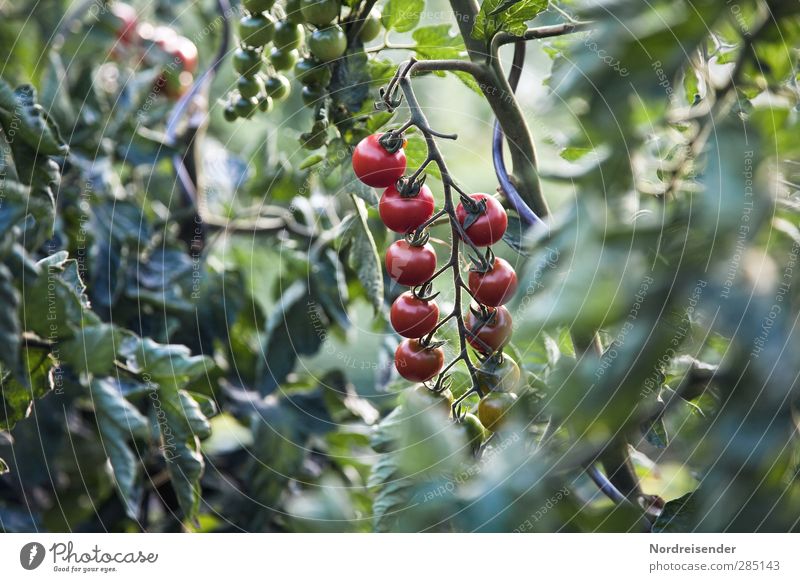 Sommer Lebensmittel Gemüse Ernährung Bioprodukte Vegetarische Ernährung Garten Pflanze Nutzpflanze Fitness Wachstum natürlich saftig grün rot Erfolg Tomate reif