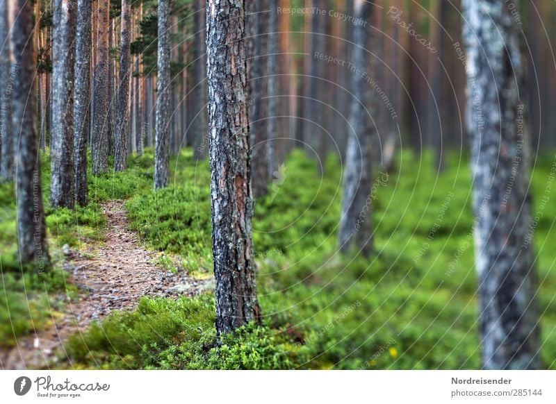 Wege finden... Sinnesorgane ruhig Meditation Abenteuer Natur Sommer Baum Wald Holz außergewöhnlich bedrohlich braun grün Verschwiegenheit Angst Nervosität