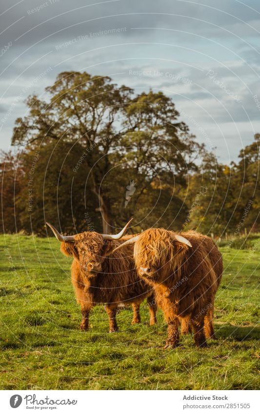 Viehweide auf grünem Boden Weide Kuh Grasland Morgen Bulle Rind Wiese Bauernhof Landschaft Sommer natürlich Farbe Feld Landwirtschaft Ackerbau Aussicht Länder