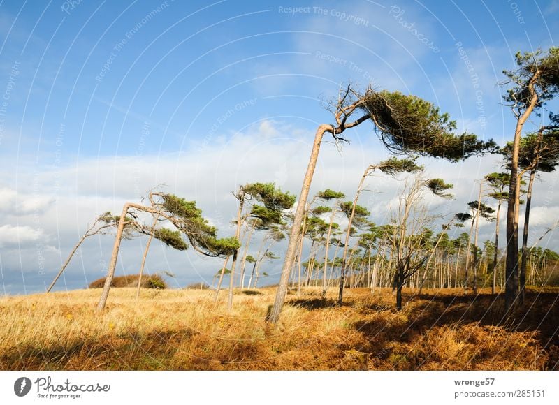 Windflüchter I Ferien & Urlaub & Reisen Natur Landschaft Pflanze Herbst Schönes Wetter Baum Gras Wald Küste Ostsee Insel Halbinsel Darß Küstenwald blau braun