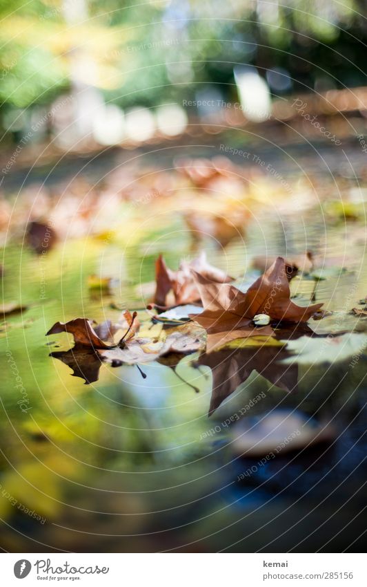 Herbstpfütze Umwelt Natur Pflanze Wasser Sonnenlicht Schönes Wetter Blatt Park Pfütze Wasserpfütze liegen Schwimmen & Baden nass mehrfarbig klar herbstlich