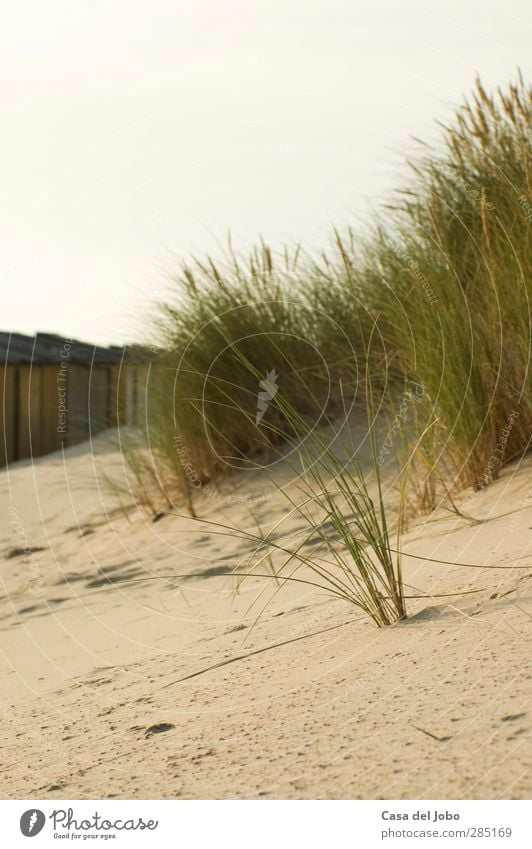 dünen Wohlgefühl Zufriedenheit Freizeit & Hobby Ferien & Urlaub & Reisen Ausflug Sommer Sonne Strand Natur Landschaft Sand Luft Wasser Himmel Wolken Sonnenlicht