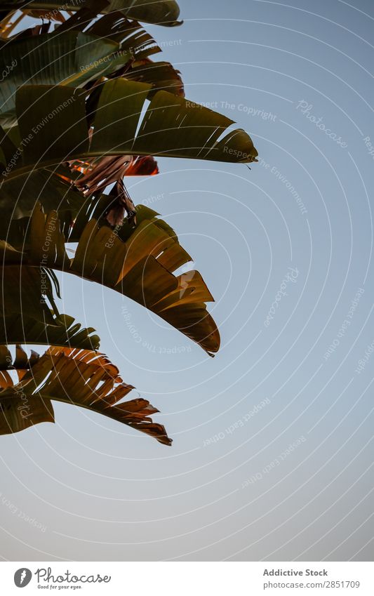 Bananenblätter Blatt Hintergrundbild grün Natur Baum tropisch natürlich Pflanze Leben Garten organisch Wachstum Ast Muster Himmel abstrakt Sommer