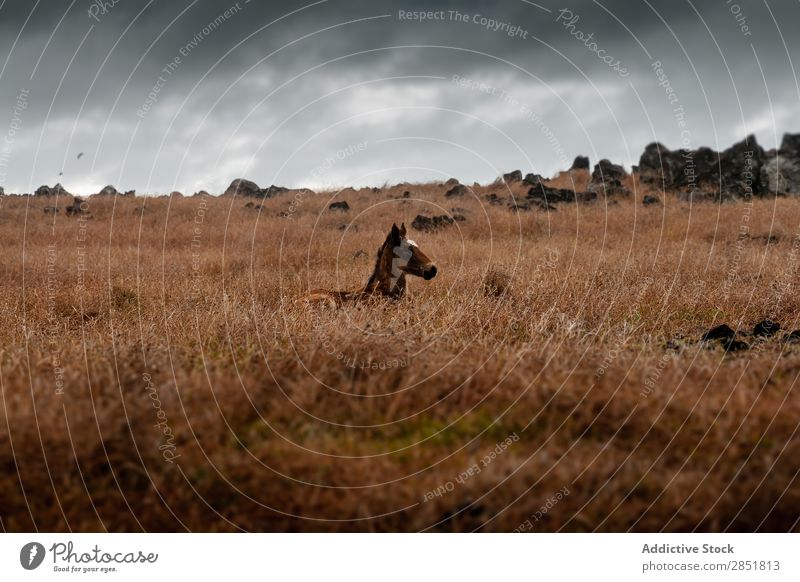 Wilde Pferde im Nebel amerika Anden Tier braun Chile Wolken dunkel Ostern Geschwindigkeit Feld Gras grün Herde Landschaft Säugetier Wiese Berge u. Gebirge