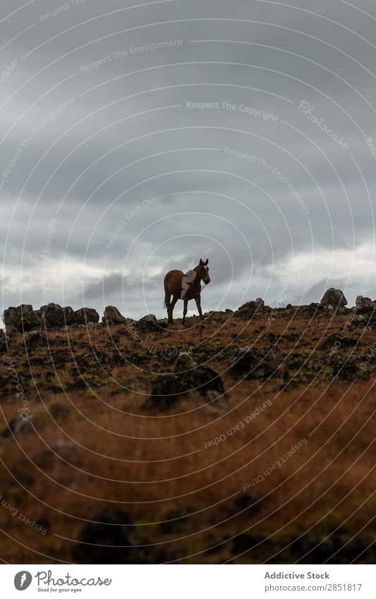 Wilde Pferde im Nebel amerika Anden Tier braun Chile Wolken dunkel Ostern Geschwindigkeit Feld Gras grün Herde Landschaft Säugetier Wiese Berge u. Gebirge