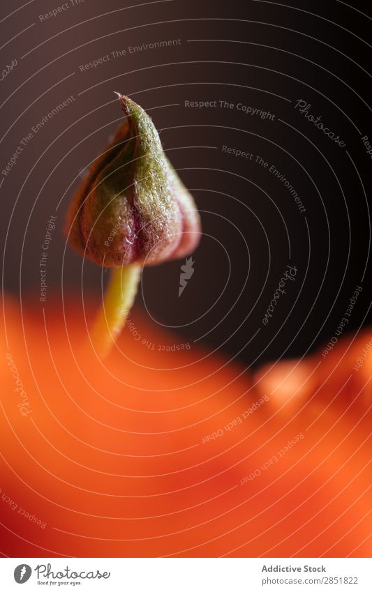 Orangenblütenknospe Blume Blütenknospen Frühling Makro. Nahaufnahme Wasser Hintergrundbild grün Sommer tropisch schließen Natur Stengel gelb natürlich Element