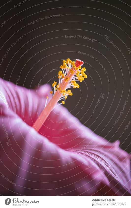 Nahaufnahme rosa Blume Hibiscus schließen nach oben Staubfäden Makroaufnahme Licht Natur schön Hintergrundbild tropisch Pflanze Garten Blüte schwarz Pollen hell