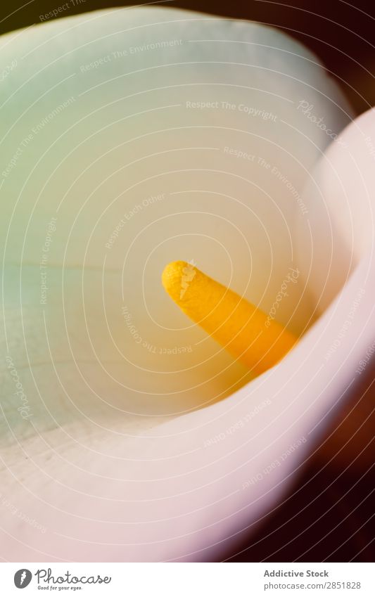 Detail der Cala-Lilien Blume cala weiß Calla Makroaufnahme Schuss Studioaufnahme Natur Hintergrundbild Blütenblatt natürlich Frühling arum Bild Beautyfotografie