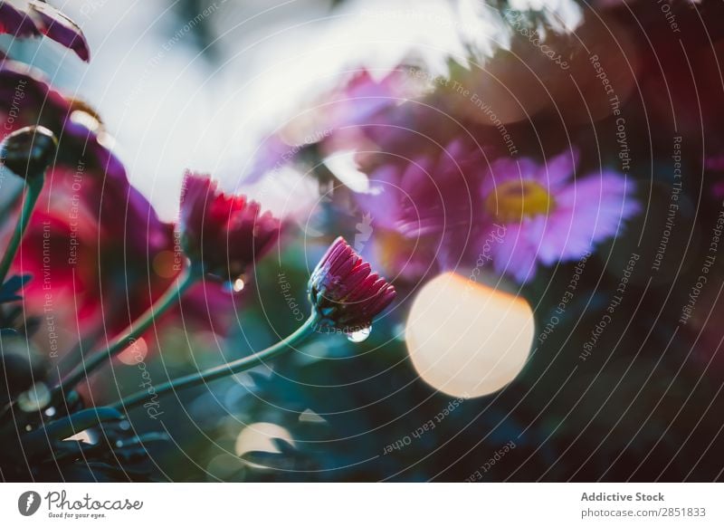 Detail der Blumen im Frühling Hintergrundbild Garten schön weiß Natur Beautyfotografie Gänseblümchen geblümt rosa Pflanze Blüte Blütenblatt grün Sommer gerber