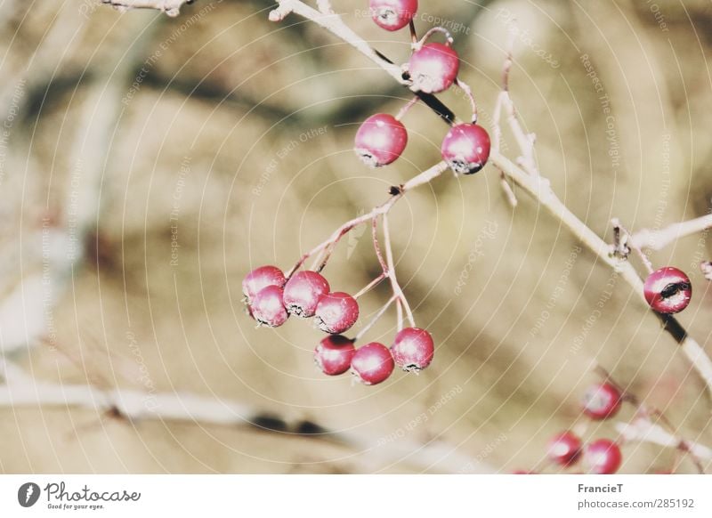 Vogelbeeren Frucht Ernährung Bioprodukte Natur Pflanze Winter Schönes Wetter Sträucher Wildpflanze Vogelbeerbaum dünn frisch Gesundheit hell kalt klein lecker