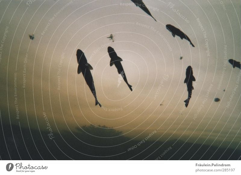 Der Tag der letzten fliegenden Fische. Umwelt Natur Landschaft Pflanze Luft Wasser Himmel Horizont schlechtes Wetter Nebel Baum Tier Aquarium 4 Tiergruppe