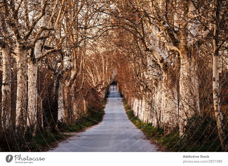 Straße der Bäume Sonnenuntergang Park Wege & Pfade Baum Herbst Natur schön Außenaufnahme Licht Morgen Landschaft Wald Sonnenlicht Sonnenaufgang rennen